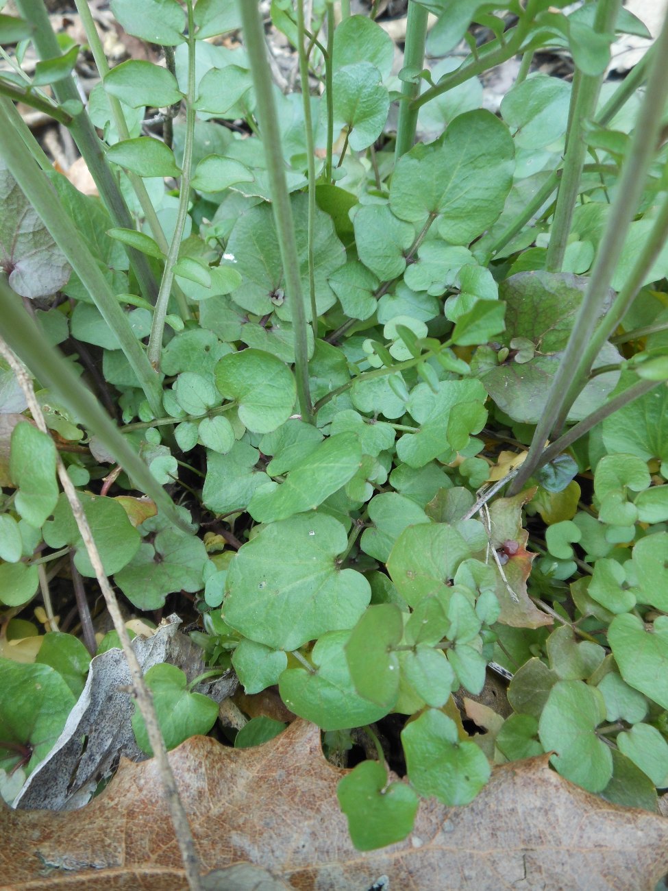 Cardamine apennina Lihov & Marhold